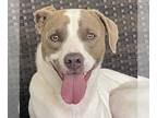 Beagle Mix DOG FOR ADOPTION RGADN-1243373 - Yogi - Beagle / Terrier / Mixed