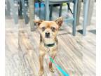 Border Terrier-Miniature Pinscher Mix DOG FOR ADOPTION RGADN-1243377 -