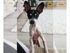 Toy Fox Terrier Mix DOG FOR ADOPTION RGADN-1243378 - Shorty - Toy Fox Terrier /