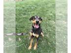 Airedale Terrier-Bluetick Coonhound Mix DOG FOR ADOPTION RGADN-1243380 - Snoop -