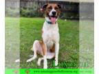 Black Mouth Cur-Catahoula Leopard Dog Mix DOG FOR ADOPTION RGADN-1243381 - Luxor