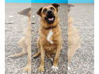 Golden Retriever Mix DOG FOR ADOPTION RGADN-1243383 - Emmy - Golden Retriever /