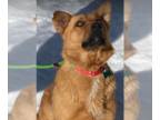 Golden Retriever Mix DOG FOR ADOPTION RGADN-1243383 - Emmy - Golden Retriever /