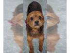Poodle (Miniature)-Welsh Terrier Mix DOG FOR ADOPTION RGADN-1243394 - Wonton -