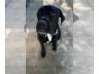 Mastiff Mix DOG FOR ADOPTION RGADN-1243403 - WAYNE - Mastiff / Mixed Dog For