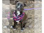 American Staffordshire Terrier Mix DOG FOR ADOPTION RGADN-1243404 - Diva -