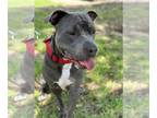 American Pit Bull Terrier DOG FOR ADOPTION RGADN-1243408 - Silo - American Pit