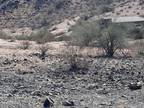 Laveen, Maricopa County, AZ Undeveloped Land, Homesites for sale Property ID: