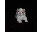 Japanese Chin Puppy for sale in Daleville, AL, USA