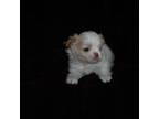 Japanese Chin Puppy for sale in Daleville, AL, USA