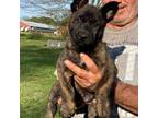 Mutt Puppy for sale in Commerce, GA, USA