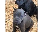 Cane Corso Puppy for sale in Saint Petersburg, FL, USA