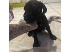 Cane Corso Puppy for sale in Saint Petersburg, FL, USA