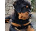 Rottweiler Puppy for sale in Denver, PA, USA