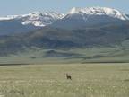 Cameron, Madison County, MT Undeveloped Land for sale Property ID: 416831711