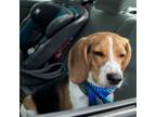 Beagle Puppy for sale in Oak Creek, WI, USA