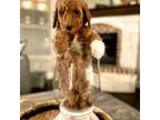 Goldendoodle Puppy for sale in Northlake, TX, USA