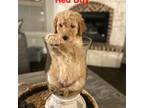 Goldendoodle Puppy for sale in Northlake, TX, USA