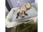 Cane Corso Puppy for sale in Hillsboro, MO, USA