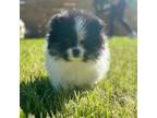 Pomeranian Puppy for sale in Wimberley, TX, USA