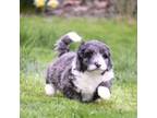 Mutt Puppy for sale in Blandon, PA, USA