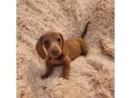 Dachshund Puppy for sale in Live Oak, FL, USA