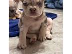 French Bulldog Puppy for sale in Fayetteville, NC, USA