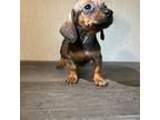 Dachshund Puppy for sale in Pearland, TX, USA