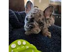 French Bulldog Puppy for sale in De Kalb, TX, USA