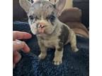 French Bulldog Puppy for sale in De Kalb, TX, USA