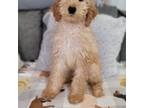 Goldendoodle Puppy for sale in Ruther Glen, VA, USA