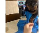 Rottweiler Puppy for sale in Washington, IN, USA