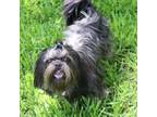 Shih Tzu Puppy for sale in Belton, TX, USA