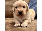 Golden Retriever Puppy for sale in Batesville, AR, USA