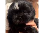 Shih Tzu Puppy for sale in Bellevue, WA, USA