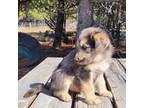 Shepadoodle Puppy for sale in Marion, MT, USA