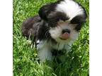 Shih Tzu Puppy for sale in Parkersburg, WV, USA
