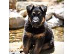 German Shepherd Dog Puppy for sale in Lake Arrowhead, CA, USA