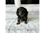 Dachshund Puppy for sale in Greenfield, IN, USA