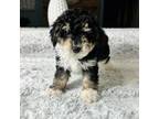 Mutt Puppy for sale in Greenfield, IN, USA