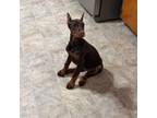 Doberman Pinscher Puppy for sale in Fayetteville, NC, USA