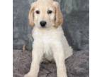 Goldendoodle Puppy for sale in Los Angeles, CA, USA