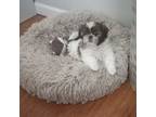 Shih Tzu Puppy for sale in Black River, NY, USA