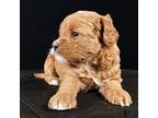 Cavapoo Puppy for sale in Grabill, IN, USA