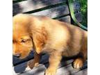 Golden Retriever Puppy for sale in Leon, KS, USA