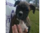Boxer Puppy for sale in Kinston, NC, USA