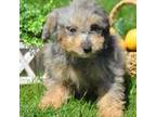 Mutt Puppy for sale in Kendallville, IN, USA