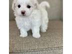 Maltese Puppy for sale in Harrisonburg, VA, USA