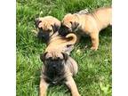 Boerboel Puppy for sale in Atwater, OH, USA