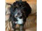 Mutt Puppy for sale in Wooster, OH, USA